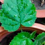 Sida cordata Frunză