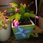 Schlumbergera truncataBlad