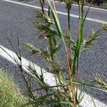 Themeda quadrivalvis Συνήθη χαρακτηριστικά