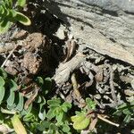 Veronica fruticans Corteccia