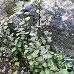 Mentha aquatica Leaf