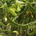 Euphorbia neriifolia Feuille