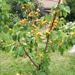 Prunus armeniaca Fruit