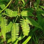 Dicranopteris linearis Leaf