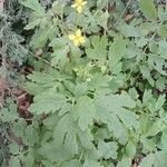 Chelidonium majus Leaf