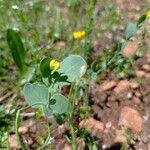 Coronilla scorpioides Flower