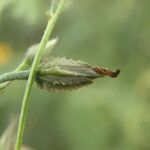 Ipomoea costellata Frukt