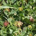 Trifolium fucatum Natur