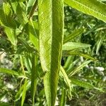 Salix viminalis Leht