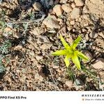 Gagea reticulata Flower