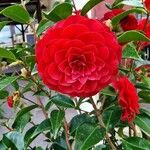 Camellia japonicaFleur