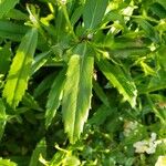 Angelonia angustifolia ᱥᱟᱠᱟᱢ