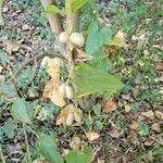 Dioscorea polystachya ഫലം