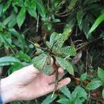 Rhododendron maddenii Flower