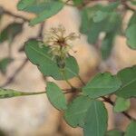 Porophyllum punctatum Fruit