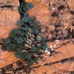 Heuchera rubescens Celota