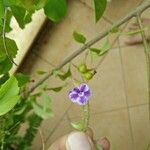 Duranta erecta Кветка