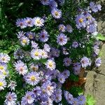 Symphyotrichum novi-belgii 形態