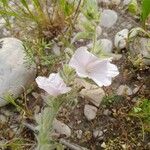 Convolvulus cephalopodus 整株植物