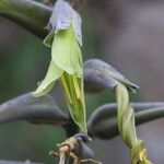 Puya mirabilis Flower