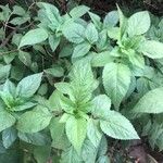 Bidens subalternans Leaf