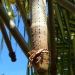 Pandanus tectorius Autre