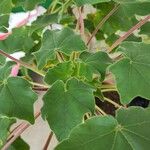 Uncarina grandidieri Yeri