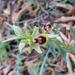 Ophrys aranifera Flower