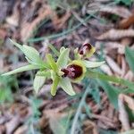 Ophrys virescens Fula