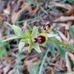 Ophrys aranifera Квітка