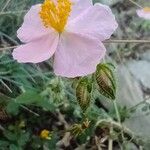 Helianthemum nummulariumFlower