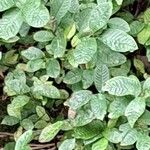 Toxicodendron diversilobum Hoja
