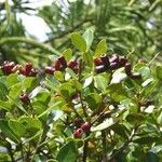 Syzygium deplanchei Fruto