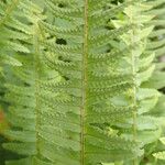 Nephrolepis undulata Blatt
