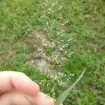 Eragrostis unioloides Blüte