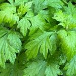 Artemisia princeps Листок