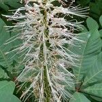 Aesculus parviflora Квітка