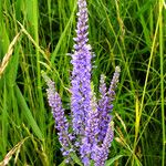 Veronica longifolia 花