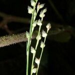 Scleria microcarpa অন্যান্য