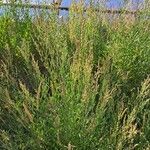 Atriplex littoralis Habitat