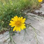 Tragopogon pratensisFlower