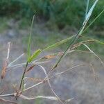 Agrostis stolonifera Habit