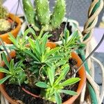 Euphorbia nivulia Hoja