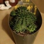 Euphorbia susannae Feuille