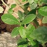 Fockea capensis Leaf