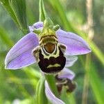 Ophrys apiferaFlor