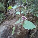 Pericallis aurita Yeri