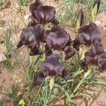 Iris atrofusca Flower
