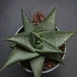 Haworthia limifolia Leaf