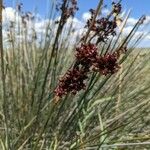 Juncus acutus Φρούτο